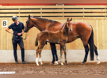 Schwedisches Warmblut, Hengst, 1 Jahr, 170 cm, Dunkelbrauner