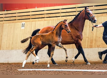 Schwedisches Warmblut, Hengst, 1 Jahr, 170 cm, Dunkelbrauner