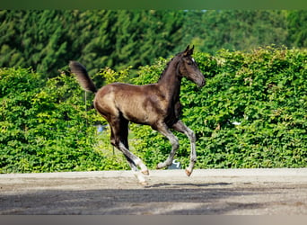 Schwedisches Warmblut, Hengst, 1 Jahr, 170 cm, Dunkelbrauner