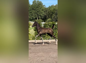 Schwedisches Warmblut, Hengst, 1 Jahr, 170 cm, Dunkelbrauner