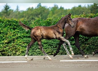 Schwedisches Warmblut, Hengst, 1 Jahr, 170 cm, Dunkelbrauner