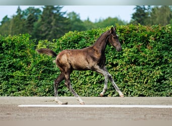 Schwedisches Warmblut, Hengst, 1 Jahr, 170 cm, Dunkelbrauner