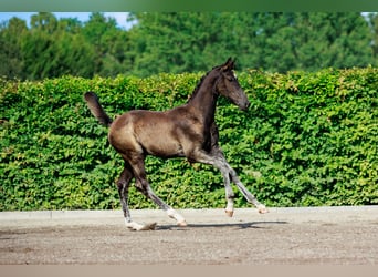 Schwedisches Warmblut, Hengst, 1 Jahr, 170 cm, Dunkelbrauner