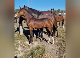 Schwedisches Warmblut, Hengst, 1 Jahr, 170 cm, Dunkelbrauner