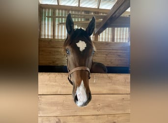 Schwedisches Warmblut, Hengst, 1 Jahr, 170 cm, Dunkelbrauner