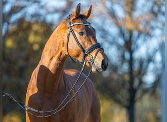 Schwedisches Warmblut, Hengst, 2 Jahre, 161 cm, Brauner
