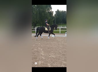 Schwedisches Warmblut, Hengst, 8 Jahre, 172 cm, Grullo