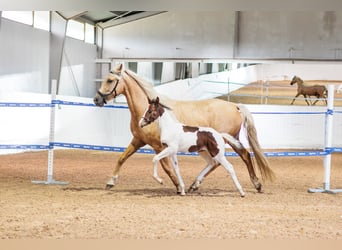 Schwedisches Warmblut, Hengst, Fohlen (06/2026), 165 cm, Tobiano-alle-Farben