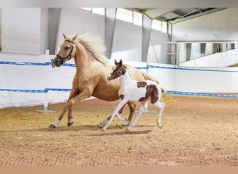 Schwedisches Warmblut, Hengst, Fohlen (06/2026), 165 cm, Tobiano-alle-Farben