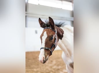 Schwedisches Warmblut, Hengst, Fohlen (06/2026), 165 cm, Tobiano-alle-Farben