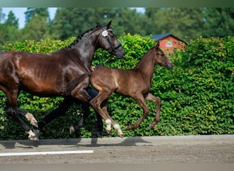 Schwedisches Warmblut, Hengst, Fohlen (06/2024), 168 cm, Dunkelbrauner