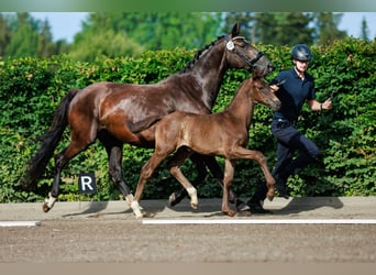 Schwedisches Warmblut, Hengst, Fohlen (06/2024), 168 cm, Dunkelbrauner