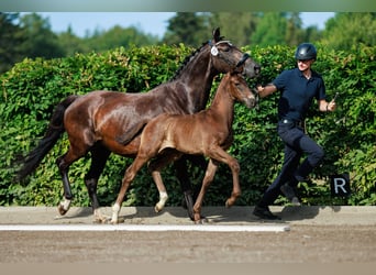 Schwedisches Warmblut, Hengst, Fohlen (06/2024), 168 cm, Dunkelbrauner