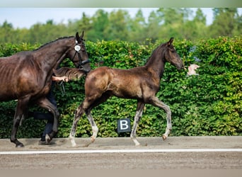 Schwedisches Warmblut, Hengst, Fohlen (05/2024), 170 cm, Dunkelbrauner