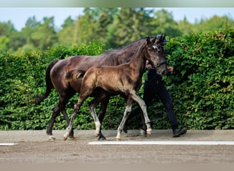 Schwedisches Warmblut, Hengst, Fohlen (05/2024), 170 cm, Dunkelbrauner