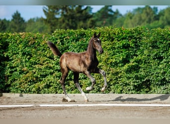 Schwedisches Warmblut, Hengst, Fohlen (05/2024), 170 cm, Dunkelbrauner