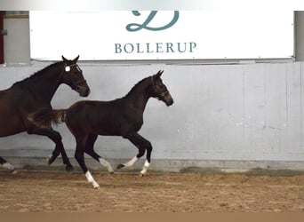 Schwedisches Warmblut, Hengst, Fohlen (05/2026), 170 cm, Dunkelbrauner