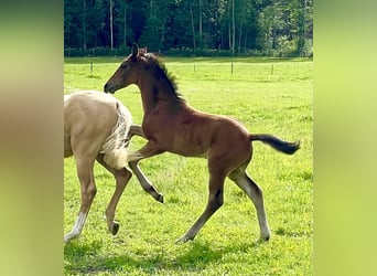 Schwedisches Warmblut, Hengst, Fohlen (05/2023), 170 cm, Rotbrauner