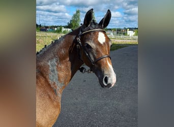 Schwedisches Warmblut, Hengst, Fohlen (05/2024), Apfelschimmel