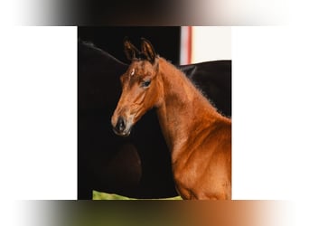 Schwedisches Warmblut, Hengst, Fohlen (05/2026), Brauner