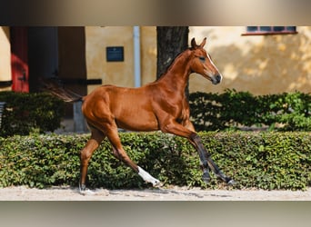 Schwedisches Warmblut, Hengst, Fohlen (04/2026), Brauner
