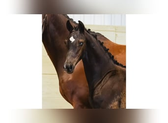 Schwedisches Warmblut, Hengst, Fohlen (05/2026), Brauner