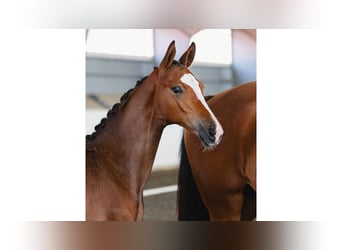 Schwedisches Warmblut, Hengst, Fohlen (04/2026), Brauner