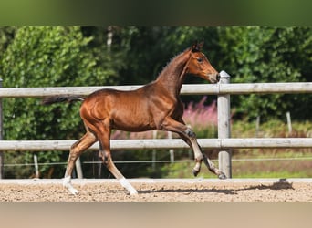 Schwedisches Warmblut, Hengst, Fohlen (05/2026), Brauner