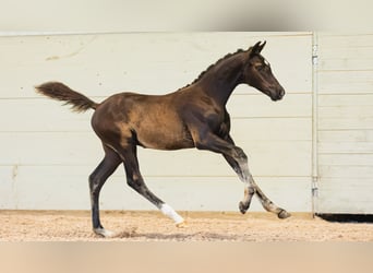 Schwedisches Warmblut, Hengst, Fohlen (05/2026), Brauner