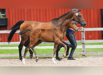 Schwedisches Warmblut, Hengst, Fohlen (05/2026), Brauner