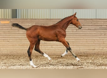 Schwedisches Warmblut, Hengst, Fohlen (05/2026), Brauner