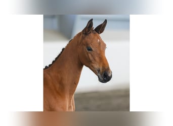 Schwedisches Warmblut, Hengst, Fohlen (05/2026), Brauner