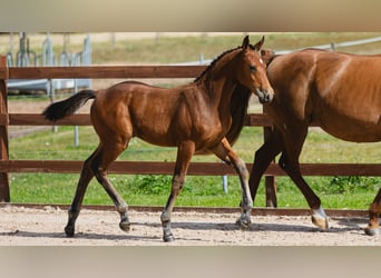 Schwedisches Warmblut, Hengst, Fohlen (05/2026), Brauner