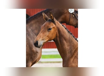 Schwedisches Warmblut, Hengst, Fohlen (05/2026), Brauner