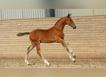 Schwedisches Warmblut, Hengst, Fohlen (05/2026), Brauner