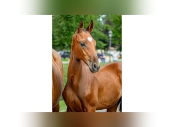Schwedisches Warmblut, Hengst, Fohlen (04/2025), Brauner