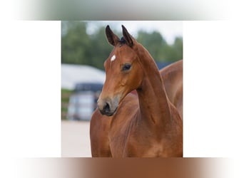 Schwedisches Warmblut, Hengst, Fohlen (05/2026), Brauner