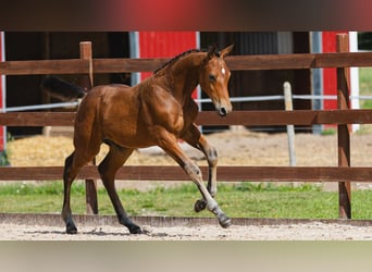 Schwedisches Warmblut, Hengst, Fohlen (05/2026), Brauner