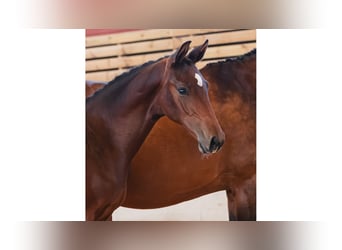 Schwedisches Warmblut, Hengst, Fohlen (04/2026), Dunkelbrauner