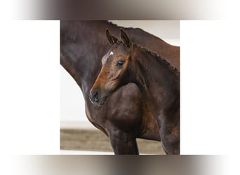 Schwedisches Warmblut, Hengst, Fohlen (05/2026), Dunkelbrauner