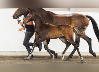 Schwedisches Warmblut, Hengst, Fohlen (05/2026), Dunkelbrauner