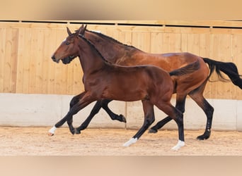 Schwedisches Warmblut, Hengst, Fohlen (04/2026), Dunkelbrauner