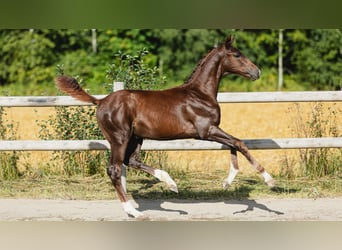 Schwedisches Warmblut, Hengst, Fohlen (04/2026), Fuchs