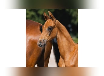 Schwedisches Warmblut, Hengst, Fohlen (06/2026), Fuchs