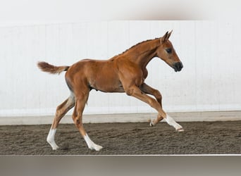 Schwedisches Warmblut, Hengst, Fohlen (06/2026), Fuchs