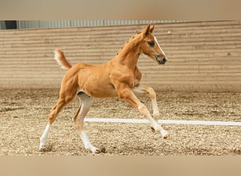 Schwedisches Warmblut, Hengst, Fohlen (07/2026), Fuchs