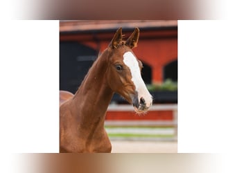 Schwedisches Warmblut, Hengst, Fohlen (05/2026), Fuchs