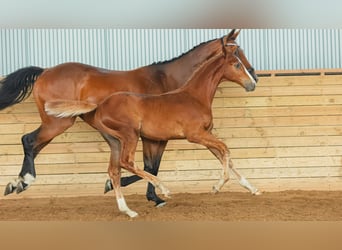 Schwedisches Warmblut, Hengst, Fohlen (04/2026), Fuchs