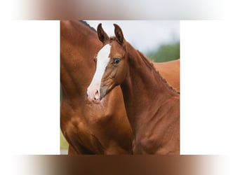 Schwedisches Warmblut, Hengst, Fohlen (04/2026), Fuchs
