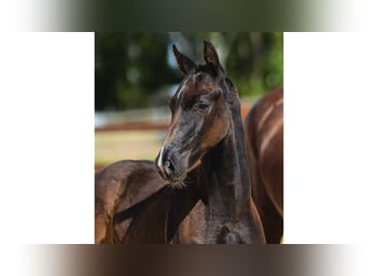 Schwedisches Warmblut, Hengst, Fohlen (06/2026), Rappe